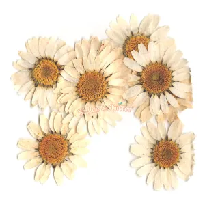 Daisy Flower Pressed Dried Real Flowers (10 pieces)