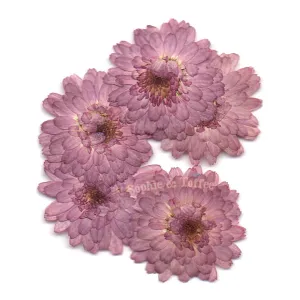 Lilac Chrysanthemum Pressed Real Dried Flowers (6 pieces)